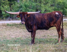 LADYS RIGHT UP MY ALLEY