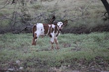 Spirit Chex X Tigress
